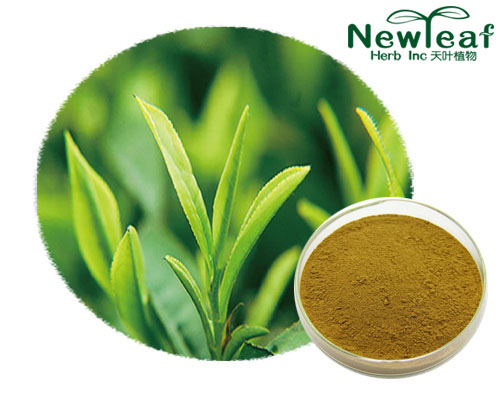 Green Tea Extract(tea polyphenols)