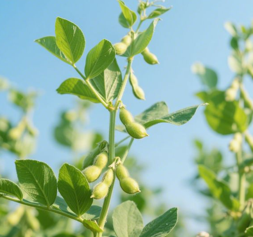 大豆甙元98% 大豆提取物