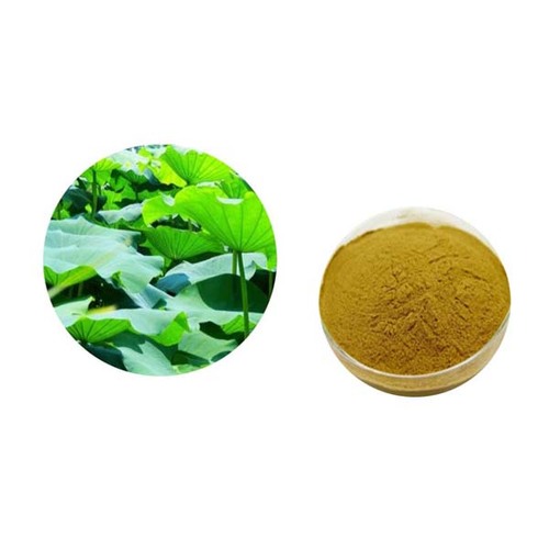 Nuciferine Lotus Leaf extract-Plant Extract Manufacturer-Xi'an Newleaf ...